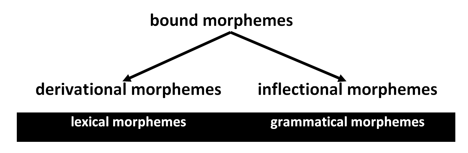 Morpheme Basics - Overview And Classification - Prospero English